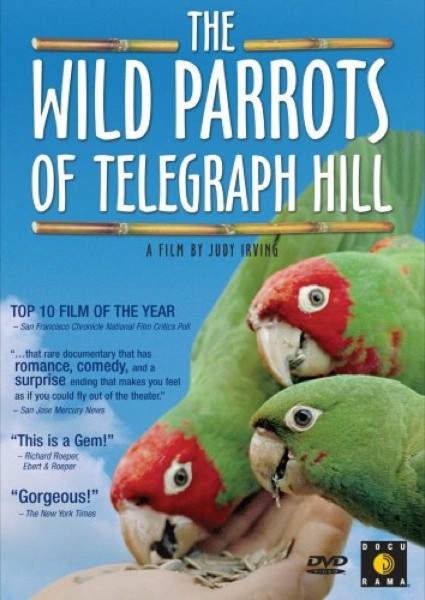 The Wild Parrots of Telegraph Hill