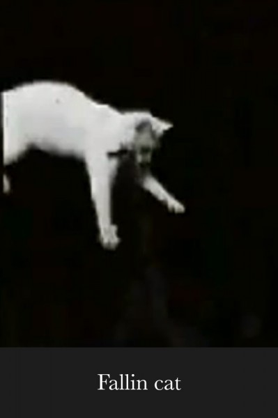 Falling Cat