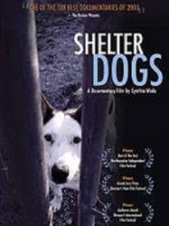 Shelter Dogs