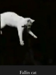 Falling Cat