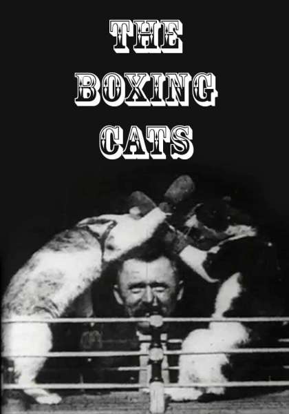 Boxing Cats