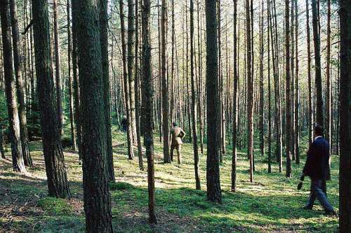 Dans la forêt de Katyń