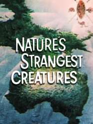 Nature's Strangest Creatures