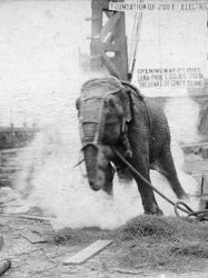 Electrocuting an Elephant