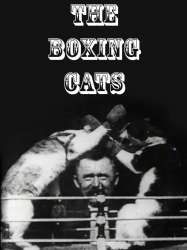 Boxing Cats